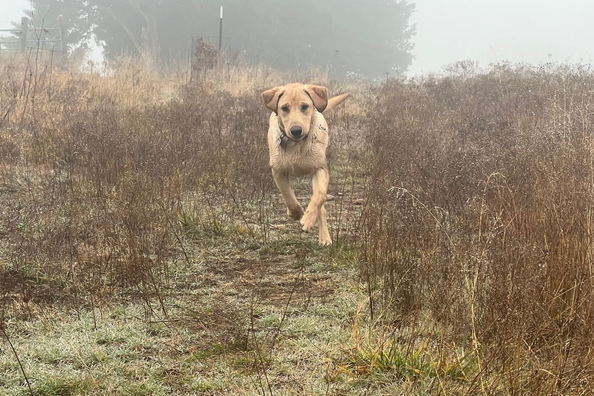 A young yellow Labrador running toward the camera through a foggy, dew-covered field